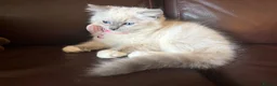 Ragdoll cats for sale: Beautiful Lilac Mitted Colourpoint Ragdoll Kittens - Advert 6