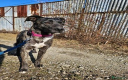 Mixed Breed dogs for adoption: A Beautiful and Gentle Girl - for a Loving Home - Image 25