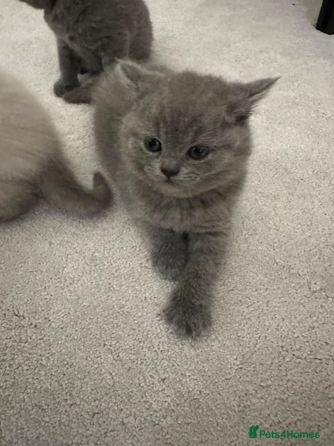 British Shorthair cats for sale: Beautiful British Shorthair Kittens - Advert 2