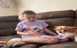Chihuahua dogs for sale: Long coat chihuahua pups - Image 6
