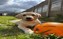 Labrador Retriever dogs for sale: Male- Labrador puppy for sale  - Image 1
