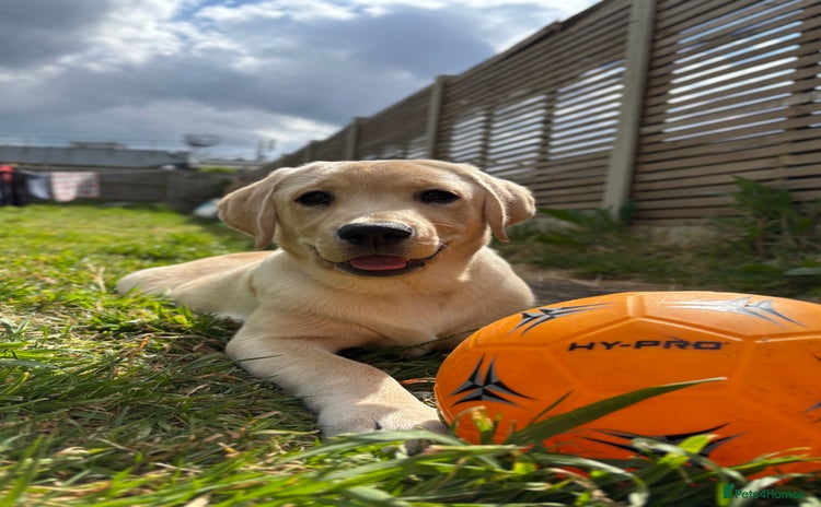Labrador Retriever dogs - Advert 2