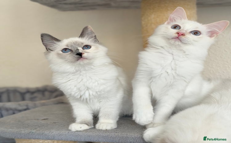 Ragdoll cats - Advert 7