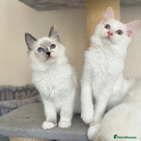 Ragdoll cats - Advert 7