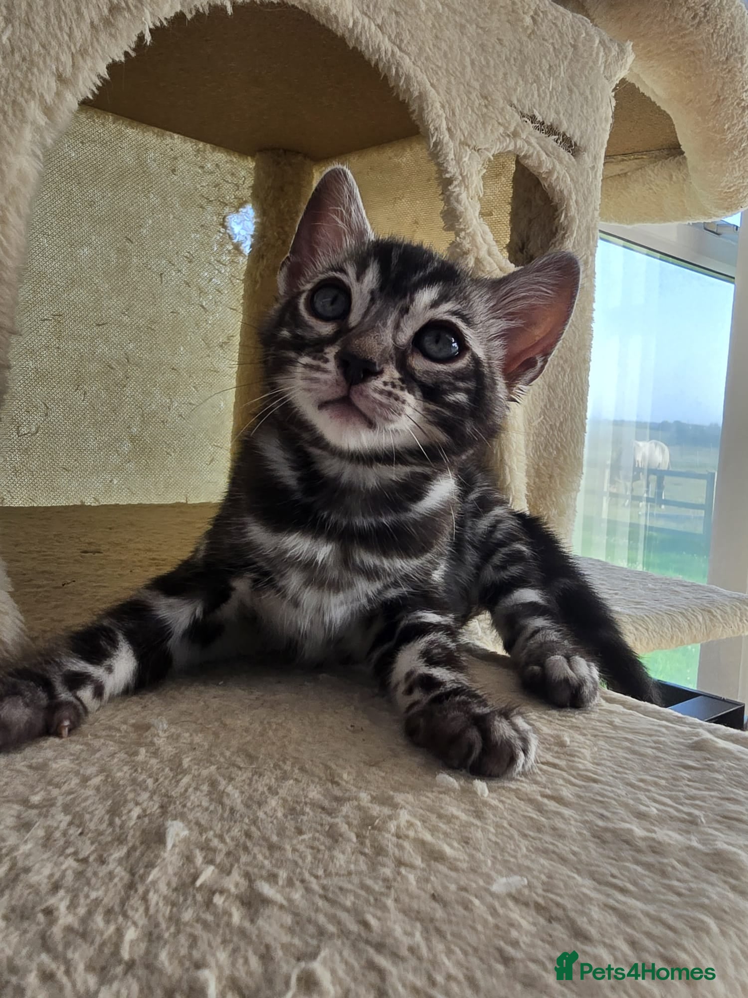 Bengal cats TICA Reg Silver Charcoal Bengal Kitten - Advert 3