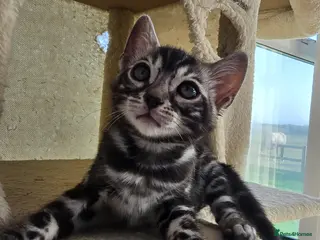 Bengal cats TICA Reg Silver Charcoal Bengal Kitten - Advert 3