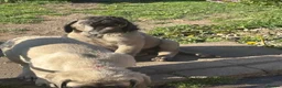 Mastiff dogs for sale: Kc reg old Ellis’s mastiff puppies - Advert 4