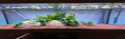 Live Bearers fish for sale: Guppies swords and Mollys  - Advert 1