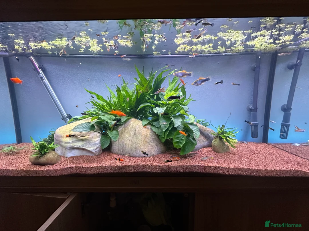 Live Bearers fish for sale: Guppies swords and Mollys  - Advert 1