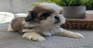 Shih Tzu dogs - Advert 1