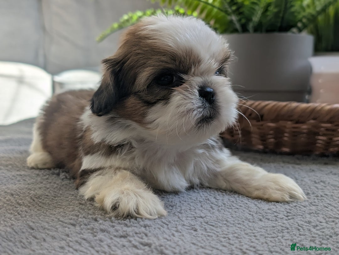 Shih Tzu dogs for sale: Beautiful Girl From Show Lines  - Image 3