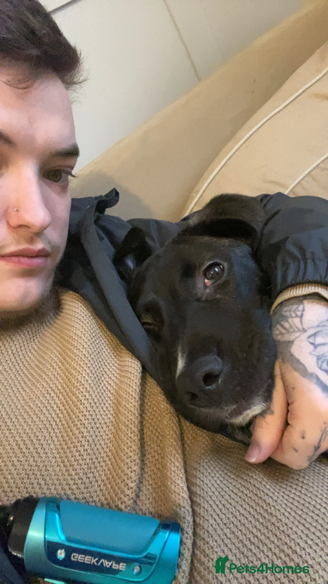 Mixed Breed dogs for sale: Cane corso x lurcher  - Advert 3