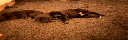 Cockerdor dogs for sale: Cockador Puppies 🐾 - Advert 13