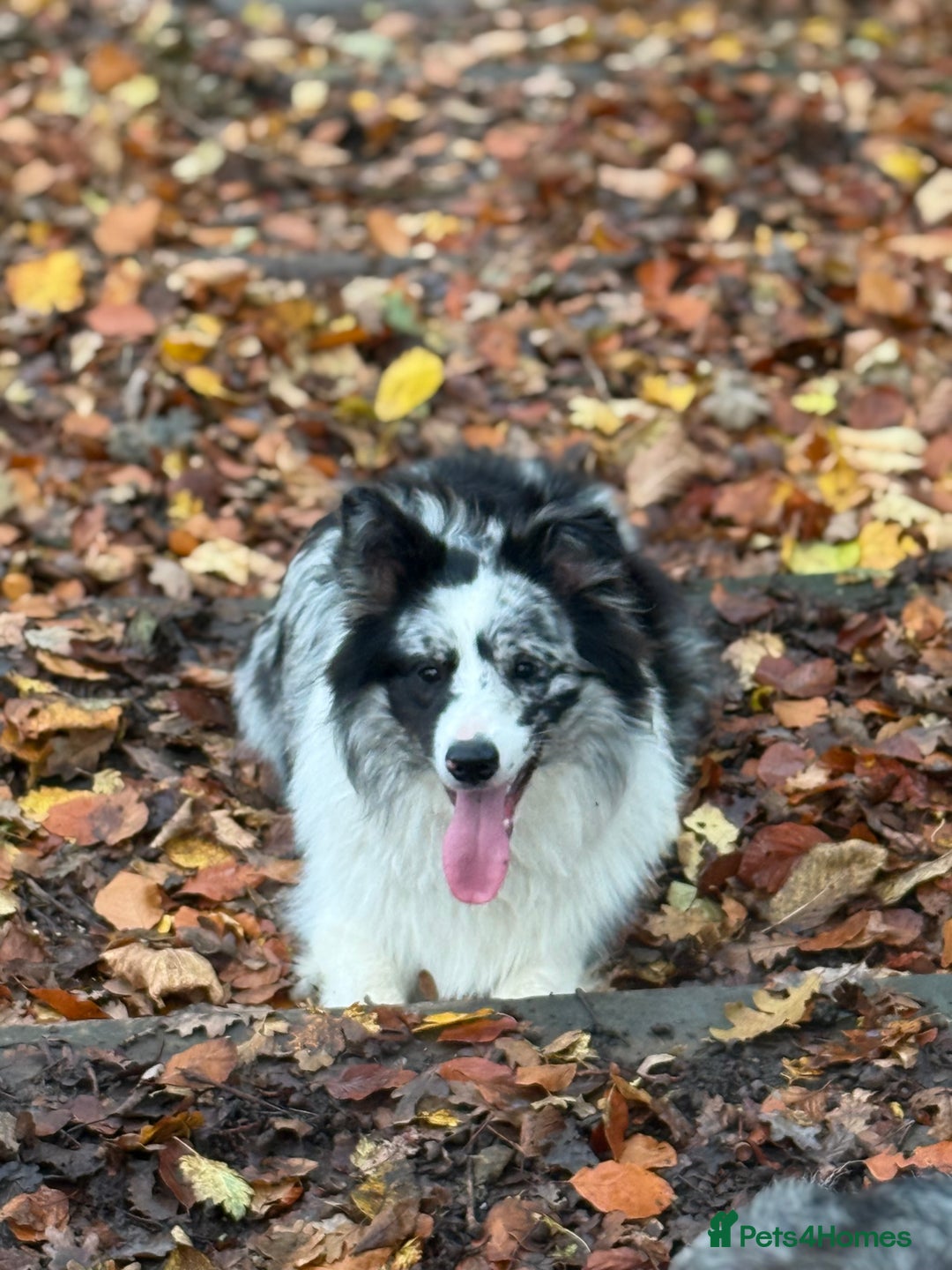 Border Collie dogs for sale: 9 Month old KC Reg, Show Line, Male Border Collie - Advert 6