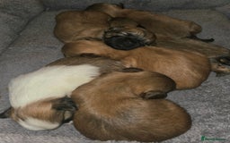 Shih Tzu dogs for sale: 5 beautiful Full Pedigree Shih Tzu Puppies - Image 15