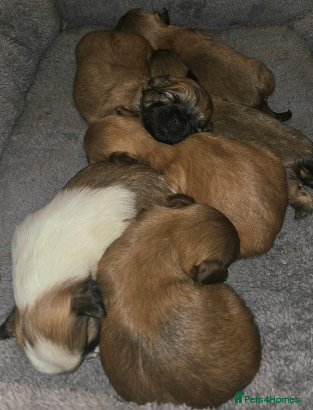 Shih Tzu dogs for sale: 5 beautiful Full Pedigree Shih Tzu Puppies - Image 15