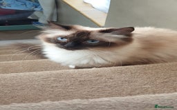 British Longhair cats for sale: Ragdoll kittens  - Image 3