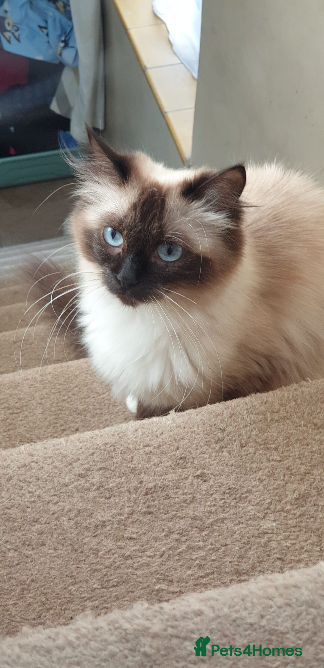 British Longhair cats for sale: Ragdoll kittens  - Image 3