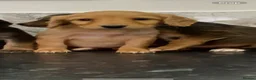 Cavapoo dogs for sale: Stunning Toy Cavapoo puppies (toy poodle) - Advert 6