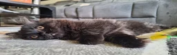 Mixed Breed cats for sale: Adorable Female Persian x Ragdoll Kitten ❤️ - Advert 15
