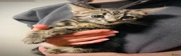Domestic Shorthair cats for sale: Male tabby kitten - Advert 4