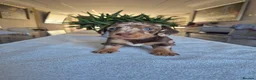 Miniature Dachshund dogs for sale: Beautiful Miniature Dachshund Puppies!💙💙♥️♥️♥️ - Advert 19