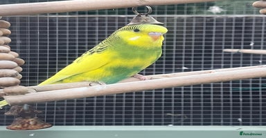 Budgerigars birds - Advert 9