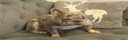 French Bulldog dogs for stud: French Buldog in Crewe - Advert 3