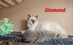 Ragdoll cats for sale: Only 2 girls left,Champion blood, TICA kittens in Nelson - Image 12
