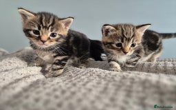 Mixed Breed cats for sale: 4 lovly kittens - Image 18
