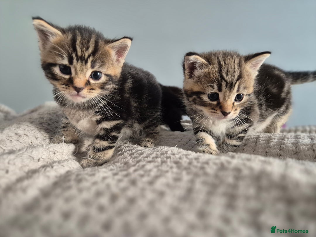 Mixed Breed cats for sale: 4 lovly kittens - Image 18