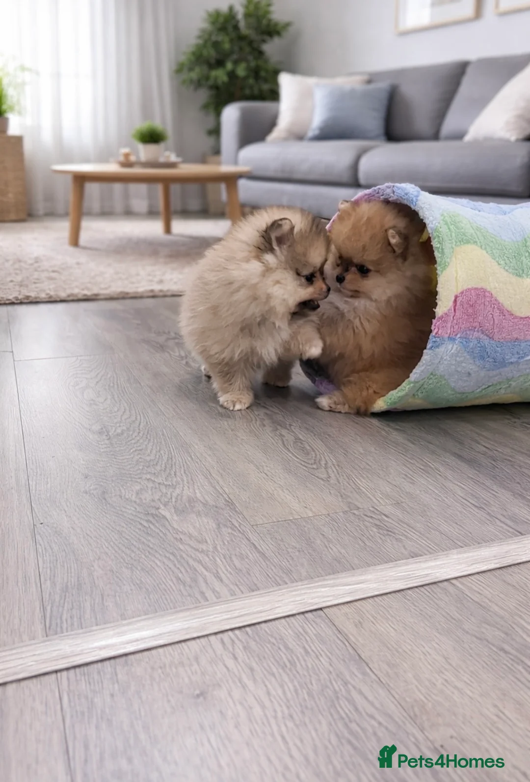 Pomeranian dogs for sale: Top Quality 🐻 Teddy Faced  - Advert 10