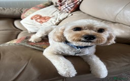 Cavachon dogs for sale: Rehoming charlie - Image 2