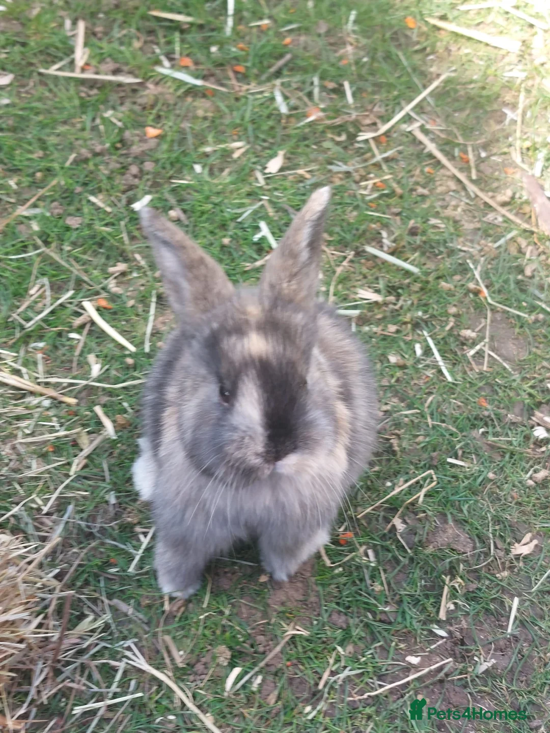 Mixed Breed rabbits for sale: lop ear rabbits for sale - Advert 3