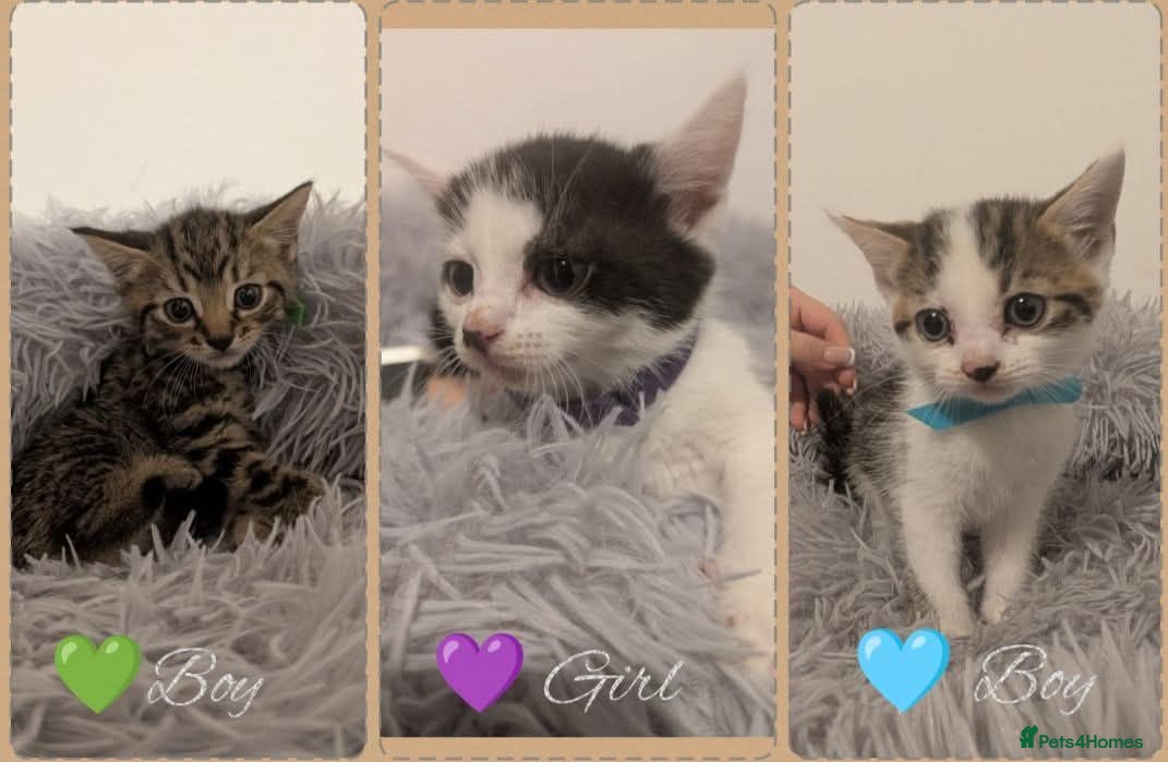 Mixed Breed cats 2 Litters Available  - Advert 18