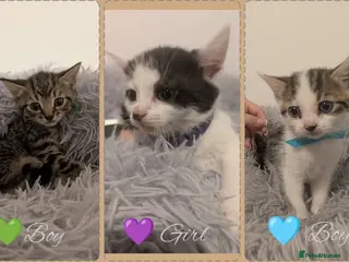 Mixed Breed cats 2 Litters Available - Advert 1