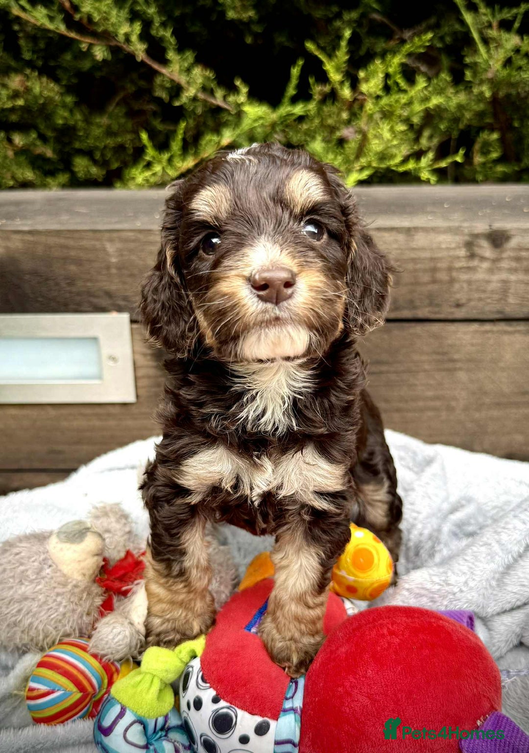 Cockapoo dogs for sale: 🤎🧡F1 Extensively Health Tested Cockapoos🧡🤎 - Image 7