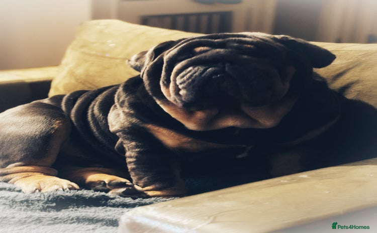 English Bulldog dogs REGGIE ( MAIN MAN KNUCKLES ) - Advert 10