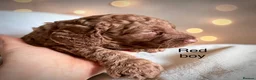Cockapoo dogs for sale: Extensively health checked cockapoo puppies   - Advert 12