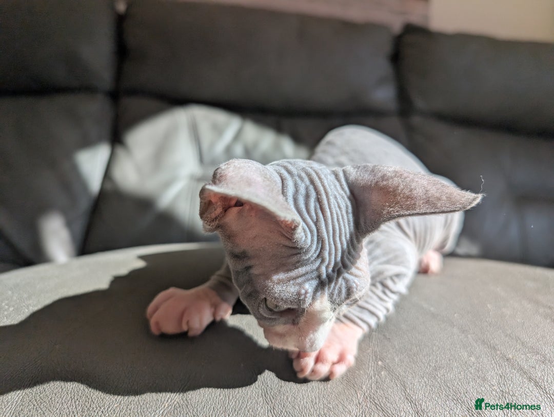 Sphynx cats for sale: Last sphynx kitten! - Image 11