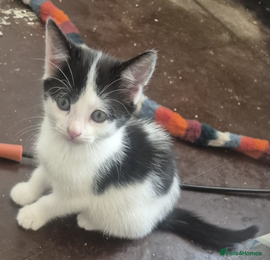 British Longhair cats Tiny kittens available now - Advert 12