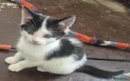 British Longhair cats for adoption: Tiny kittens available now - Image 1