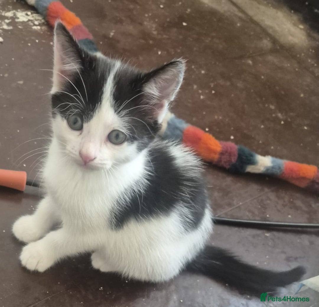 British Longhair cats for adoption: Tiny kittens available now - Image 1