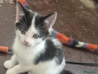 British Longhair cats Tiny kittens available now - Advert 5