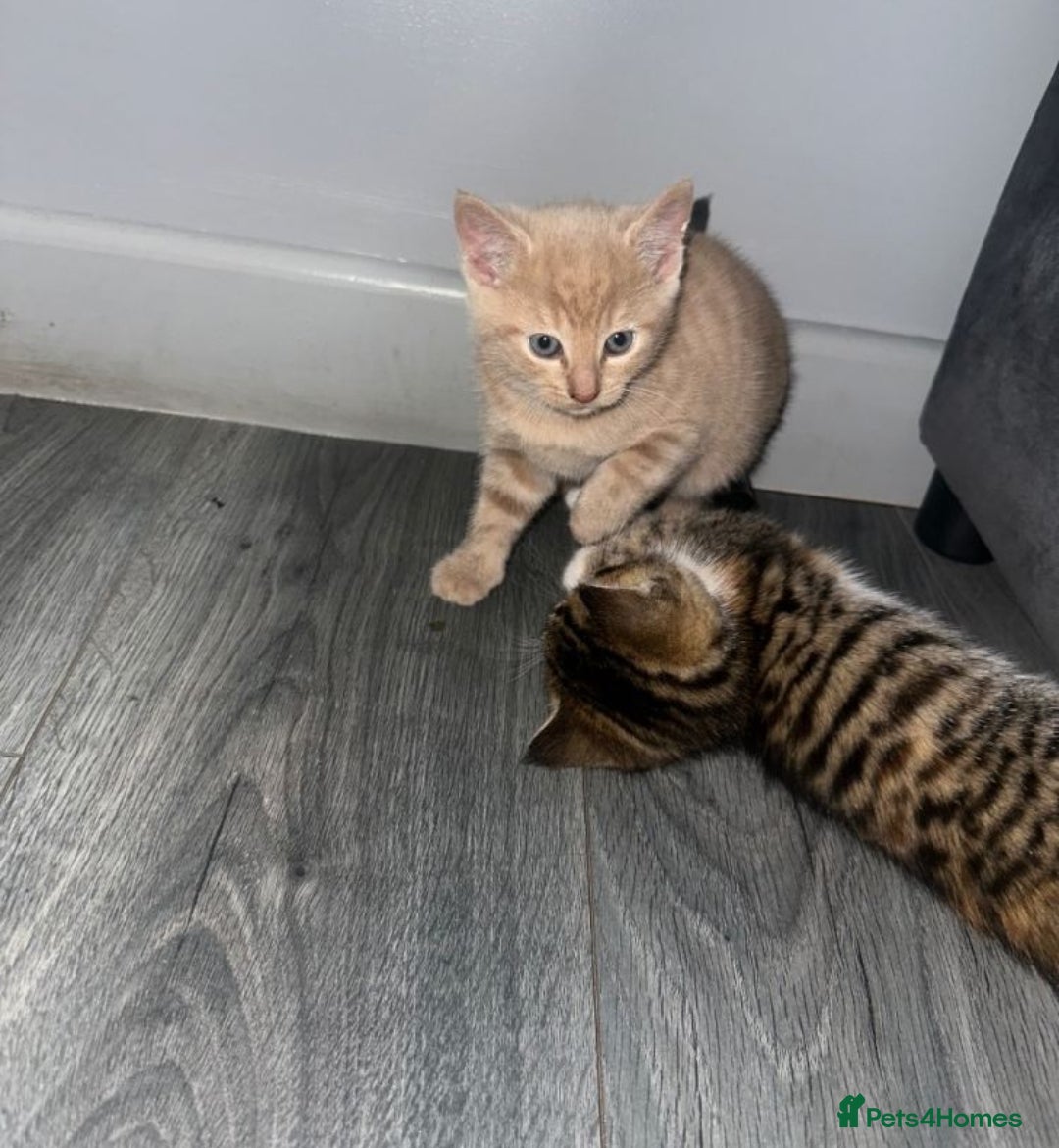 Mixed Breed cats for sale: Kittens  - Advert 3