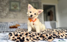 Chihuahua dogs for sale: Chihuahua x Italian volpino (5 puppies left ) 🏆 - Image 12