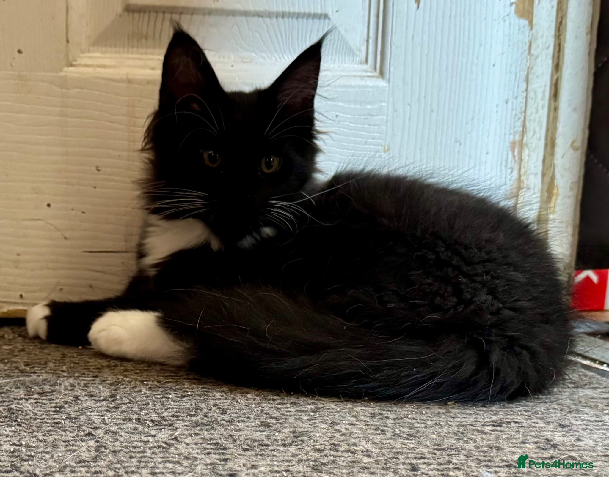 Maine Coon cats for sale: TICA MAINE COON BOY - £800.   - Advert 1