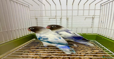 Lovebirds birds - Advert 8