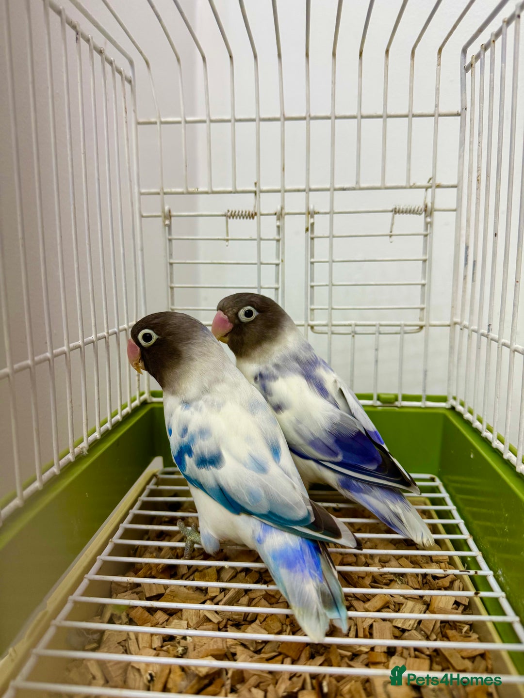 Lovebirds birds for sale: Masked Fischer Dominant Violet Blue Lovebirds - Image 3