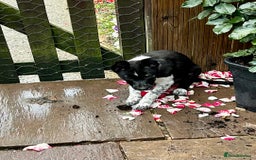 Border Collie dogs for sale: Boarder collie girl puppy - Image 8